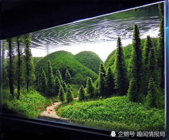 水景缸里的神仙造景有多美?每一个都想搬回家