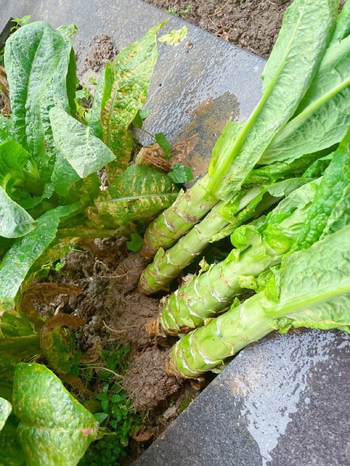 张馨予变身种菜小能手 小农场种植的莴笋大丰收 腾讯新闻