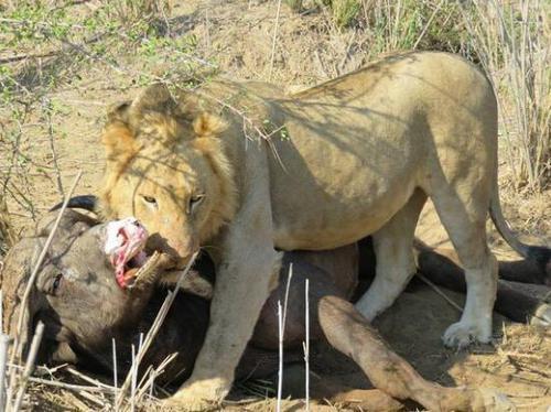 獅子合力獵捕野牛本以為獅子是為了吃肉可一隻雄獅竟對野牛做出這事