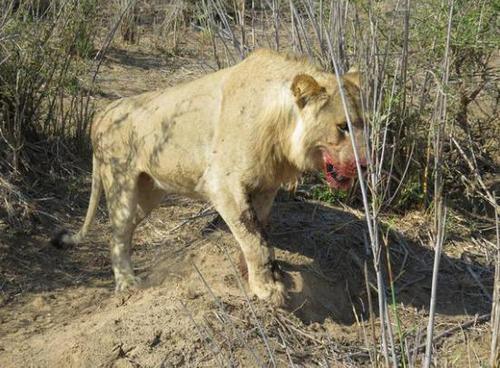 獅子合力獵捕野牛本以為獅子是為了吃肉可一隻雄獅竟對野牛做出這事