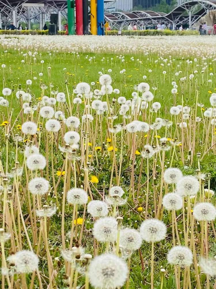 浪漫如童话北京奥森南园现蒲公英海