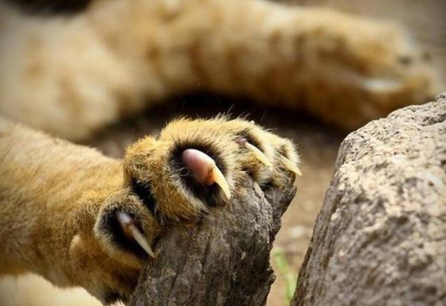 鸡西市迎来野生东北虎,逃窜过程中咬伤村民,如何应对虎袭人事件