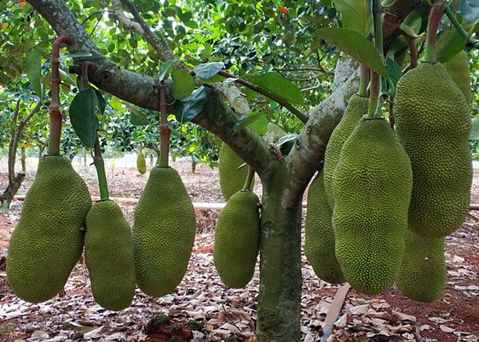 买菠萝蜜时,论斤买好还是论盒买好?甜度差别大,别再瞎买了