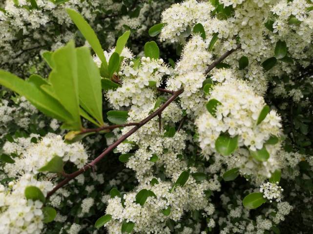 花开烂漫结吉祥红果的火棘