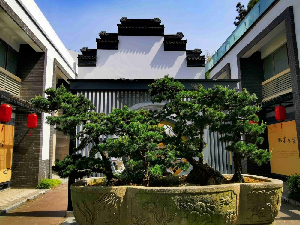 品八大碗赏盆景打卡长寿之乡诗意小城如皋享受一场养生之旅