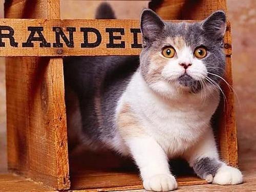 猫厌食症的初期症状表现 腾讯新闻