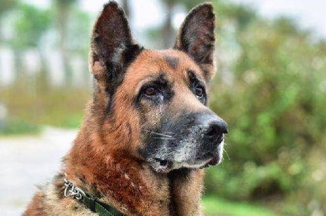 功勋犬为拍戏而被炸死士兵哭到咳血导演大喜拍得太精彩了