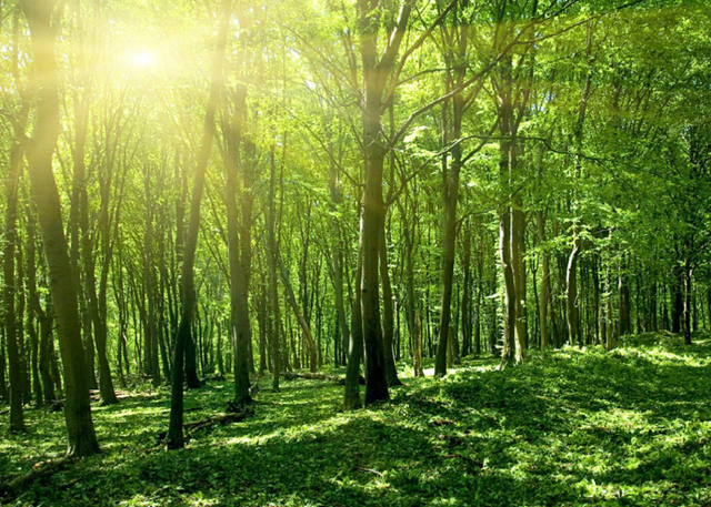 全球沙漠都变成森林会怎么样?有什么后果?