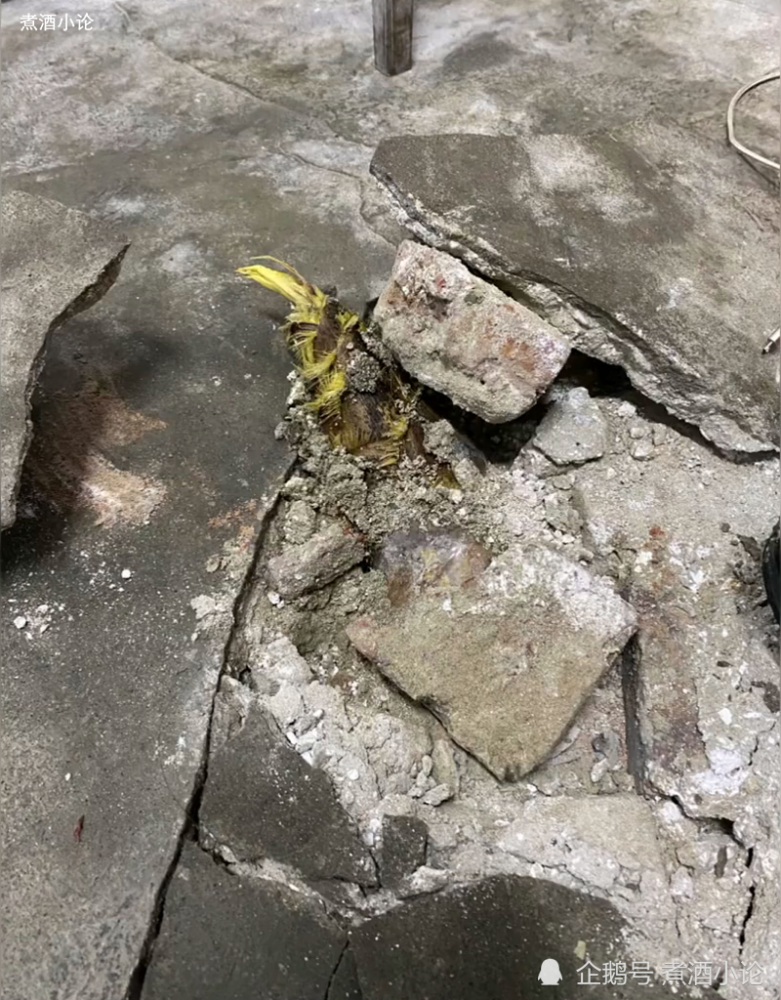 女教师宿舍水泥地裂缝长4米高竹笋希望网友出主意怎么处理