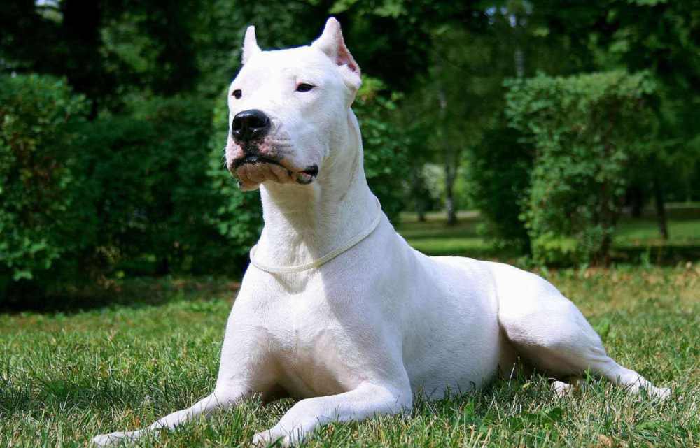 世界上最贵的10大名犬别说买不起就算养得起也不敢养
