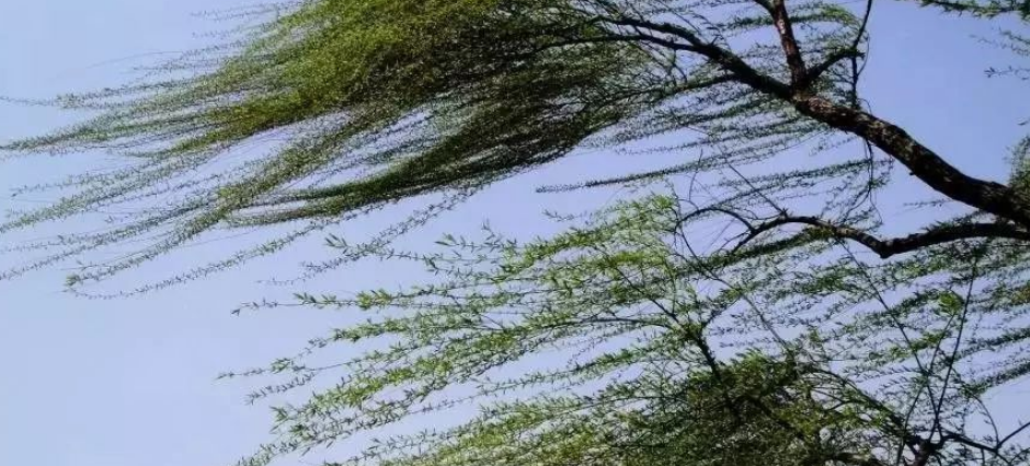 延津近期天气预报