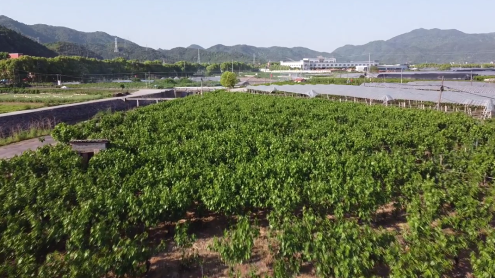 真香!上虞的桑葚熟了