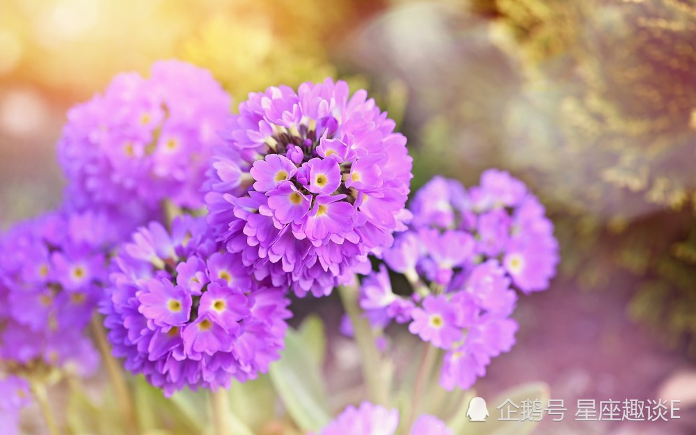 4月25日星座运势 有勇有谋 化险为夷的四大星座 腾讯新闻