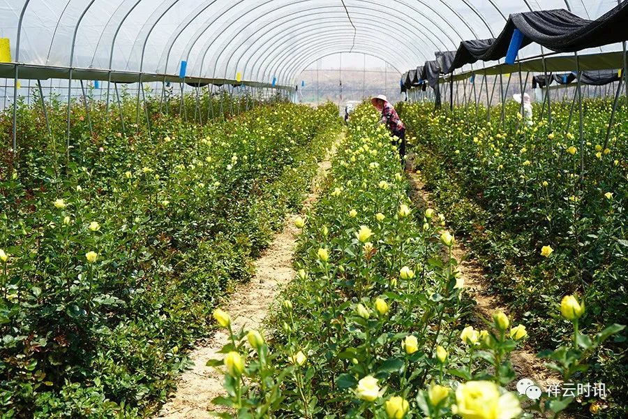 祥雲有個鮮花采摘基地走打卡去