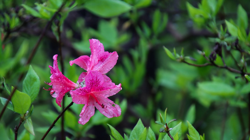 河南汝阳:杜鹃花开映山红