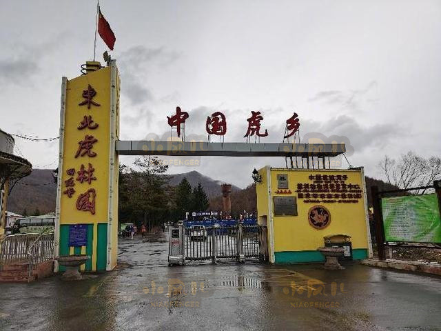 送到了牡丹江市横道河子镇的横道河子猫科动物饲养繁育中心东北虎林园