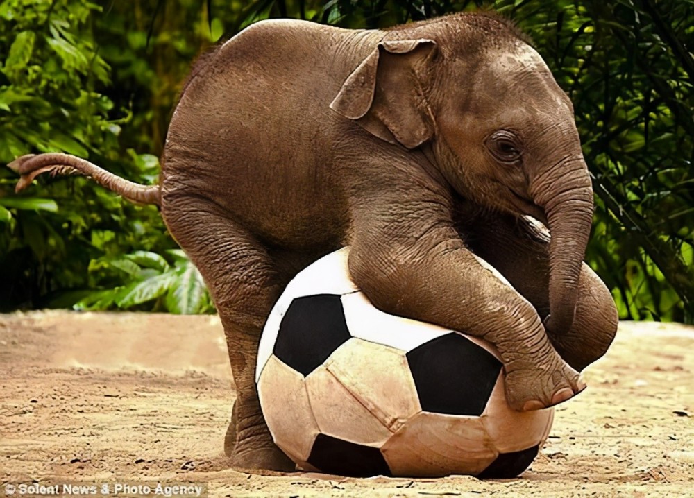 送头小象给你当宠物,你选谁