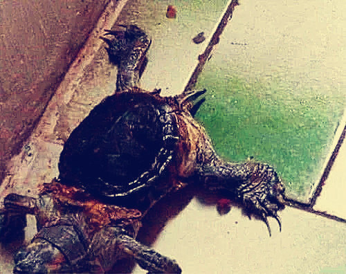 买了一只乌龟回来养隔断时间后却觉得奇怪难道是缺少营养了