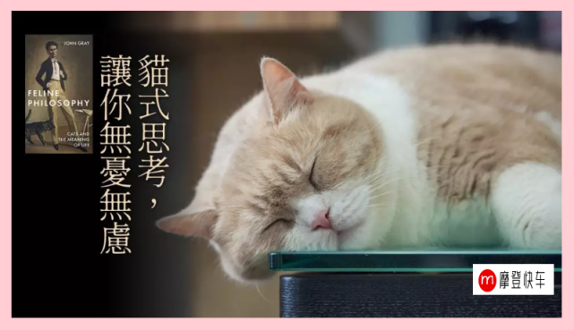 法国哲学家卡缪剖析猫和生命的意义