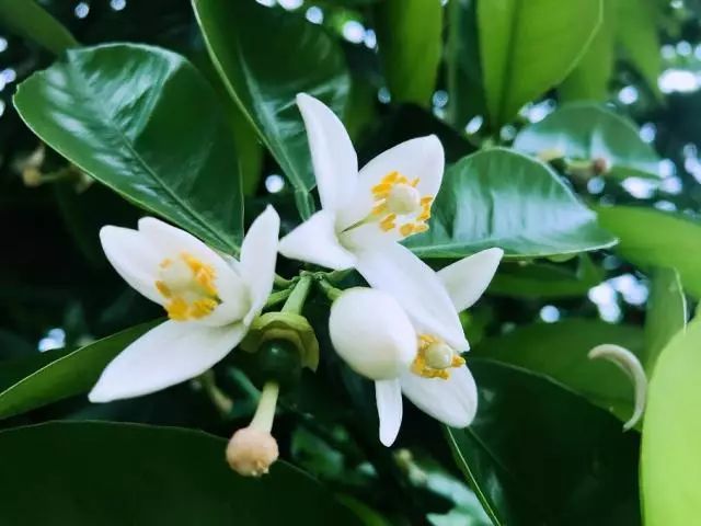 胡柚花香飘万里这份闻香指南必备