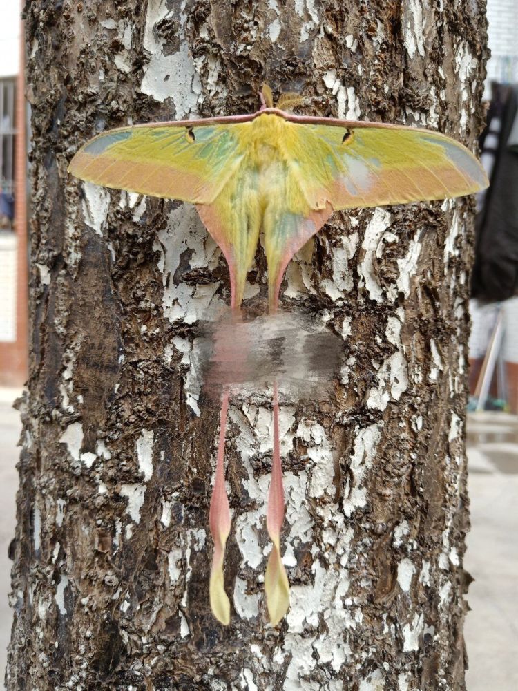 云南女子发现罕见大蚕蛾尾部特长全身多彩斑斓