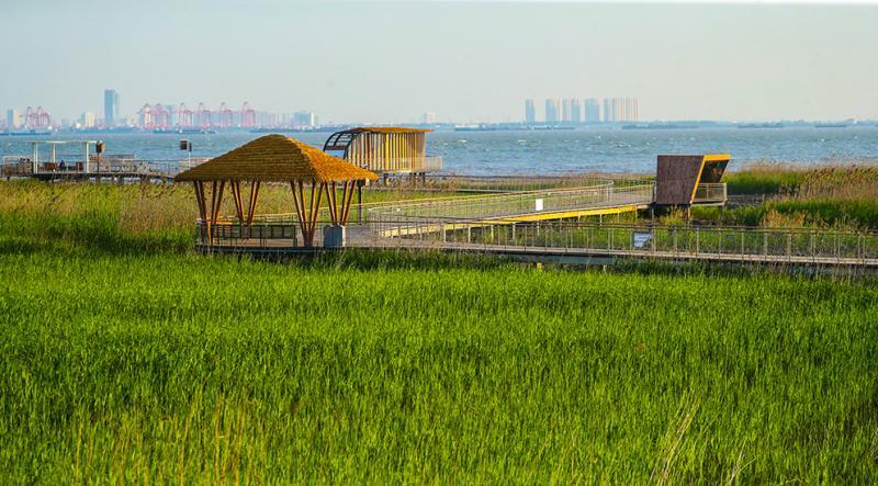 听潮观鸟感受自然之美崇明西沙湿地进入最佳观赏期