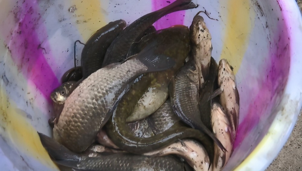 鱼太臭没法吃贵阳水库开闸附近居民捞鱼售卖买鱼者上当了