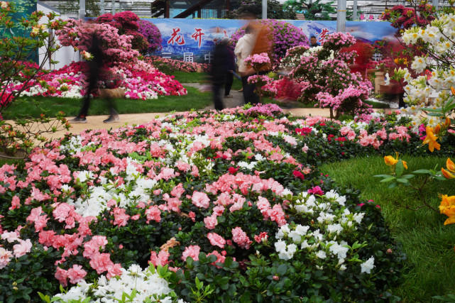 当日,第三届中国(日照)杜鹃花节在山东省日照市中国杜鹃花博览园开幕