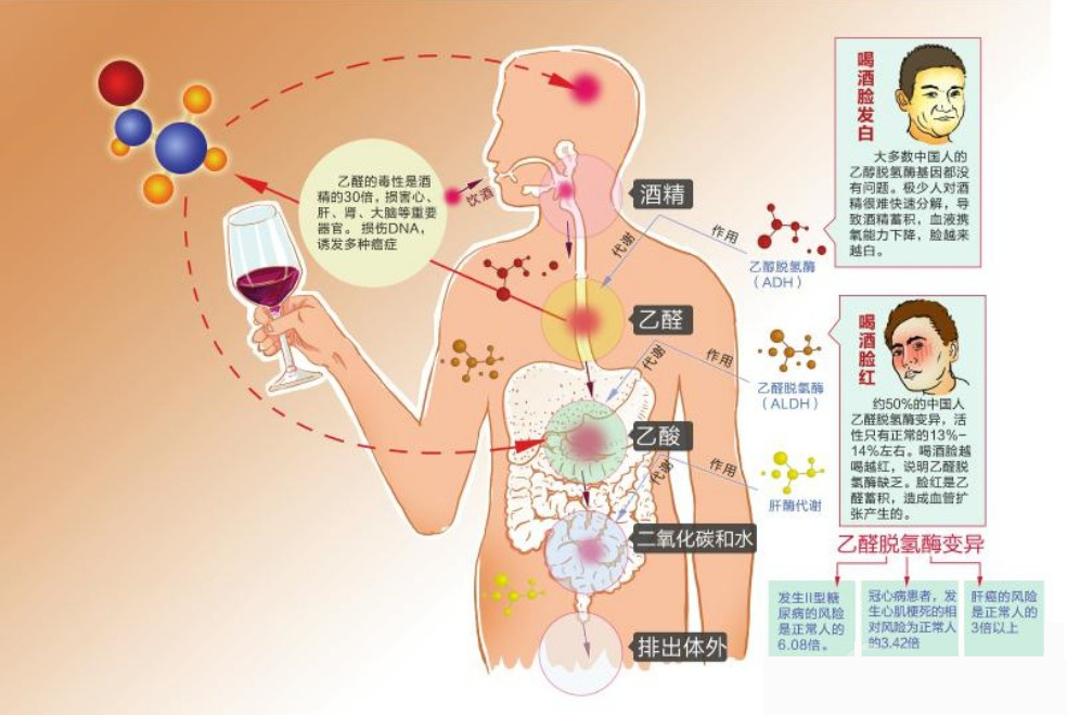 营养师可以千杯不醉吗