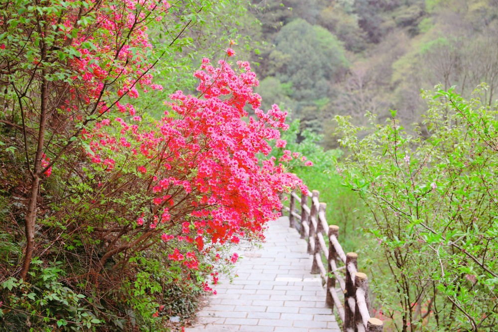 清凉寨里走花路,抓住最美好的樱花季节!