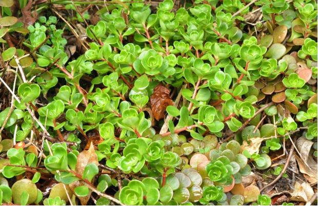 荒野维生野菜系列 圆叶景天 腾讯新闻