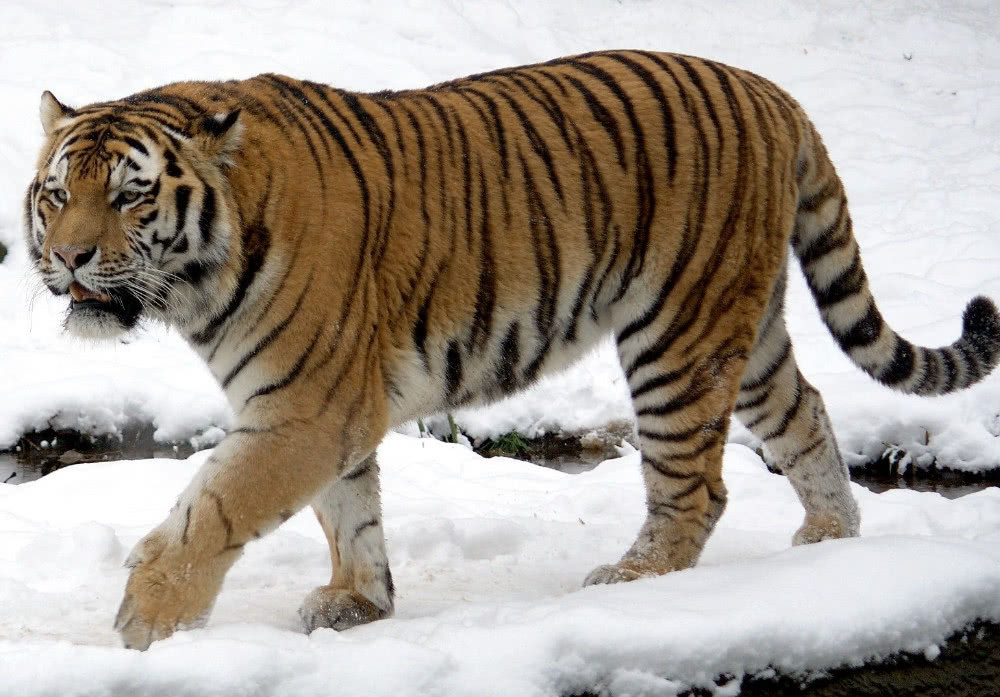 进村伤人的野生东北虎有多猛 野生和圈养的就是不一样 腾讯新闻