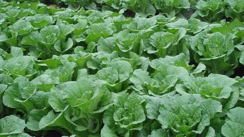 每年立秋时种的大白菜 过冬时吃不完 送给园林工人 直夸好人啊 腾讯新闻