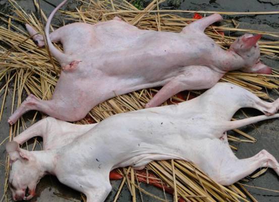 中国的吃货连蝎子都敢吃,为何却唯独不吃猫呢?原因全在这里