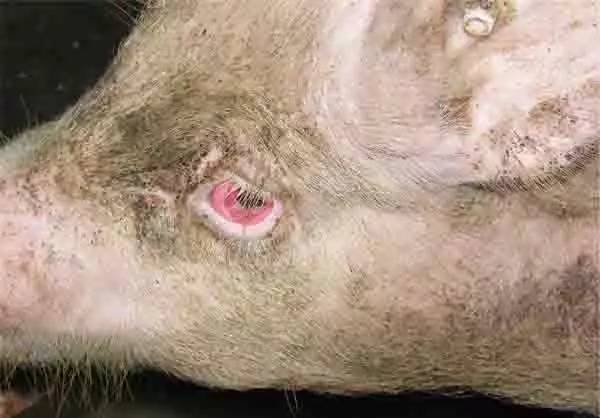 猪眼睛发红是怎么回事猪眼睛红肿是什么病养猪人千万别大意