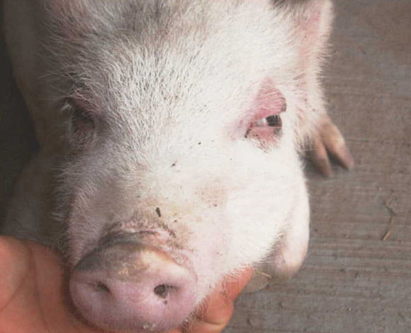 猪眼睛发红是怎么回事猪眼睛红肿是什么病养猪人千万别大意