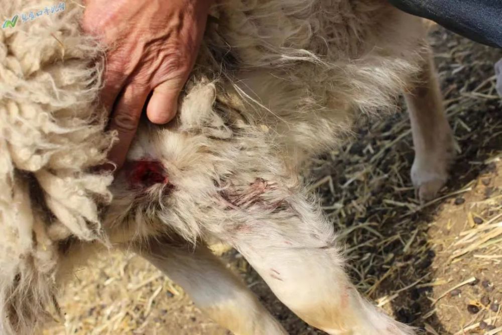 张家口尚义"寻"狼记!记者实地调查