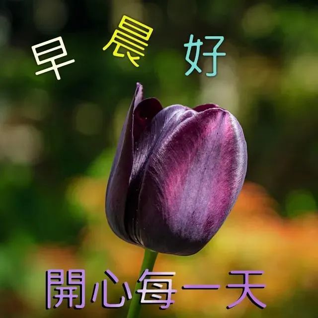 星期六早上好問候祝福動態表情圖片週六最新早安問候語動態圖片表情