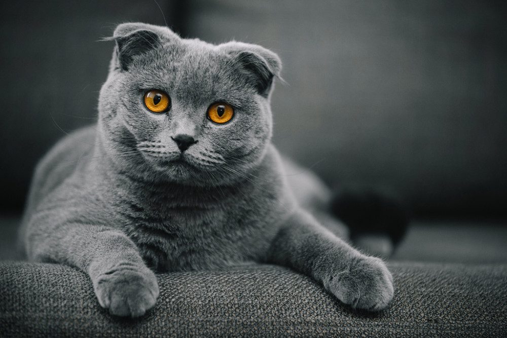 苏格兰折耳猫堪称猫中天使但它是折翼的最不建议养的猫咪之一