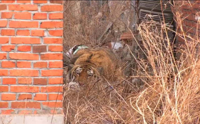 揭秘东北虎进村细节第一个发现村民照片曝光农妇右肩五处伤口