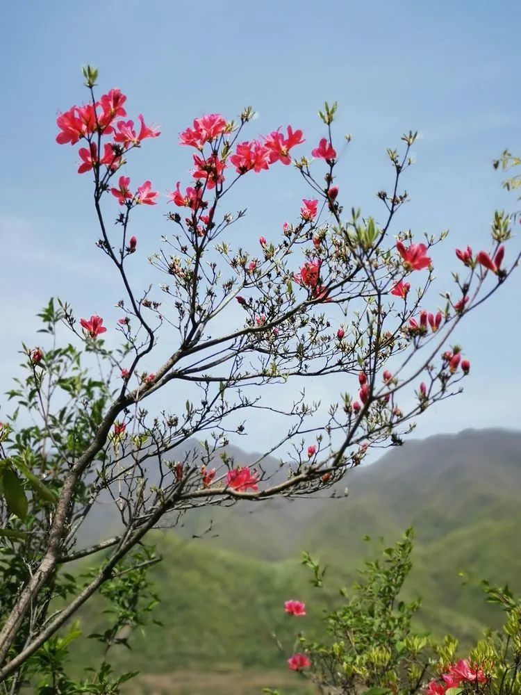 何须名苑看春风一路山花不负侬汝阳孟村赏杜鹃