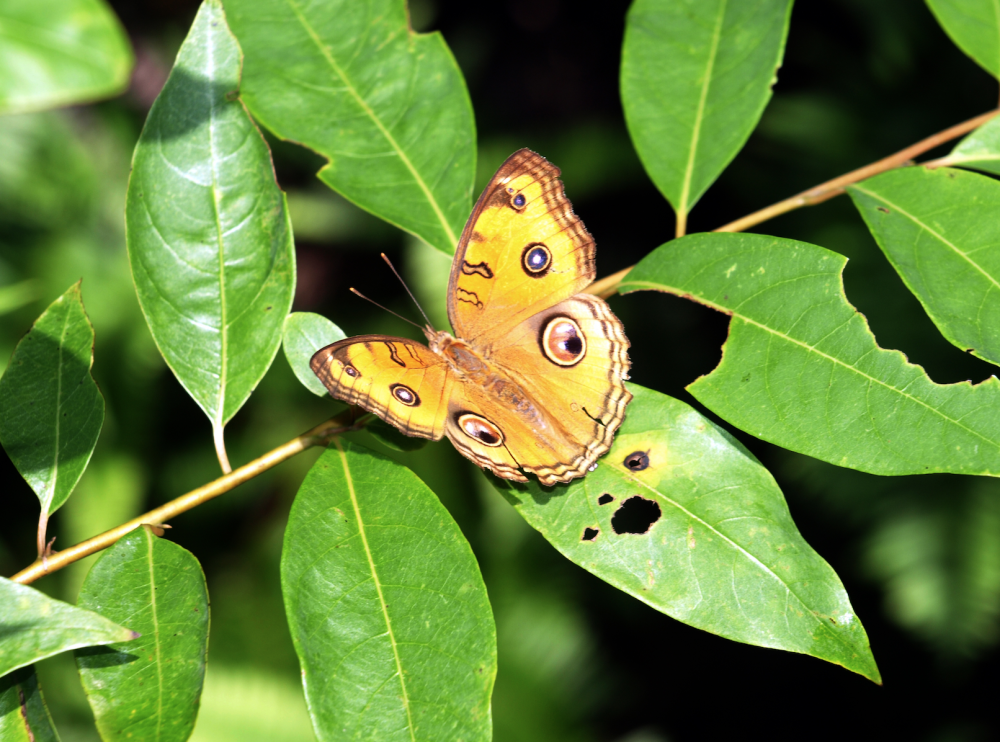 你看看美眼蛱蝶的翅膀,马上就明白了.