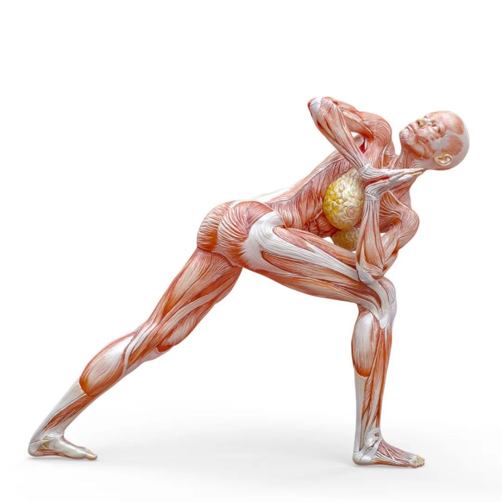 高清人体素材:女性动作肌肉骨骼解刨图-瑜伽_腾讯新闻