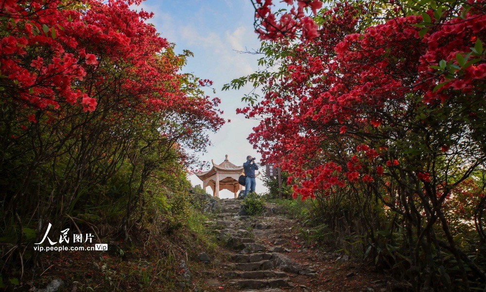 庆元龙头山图片