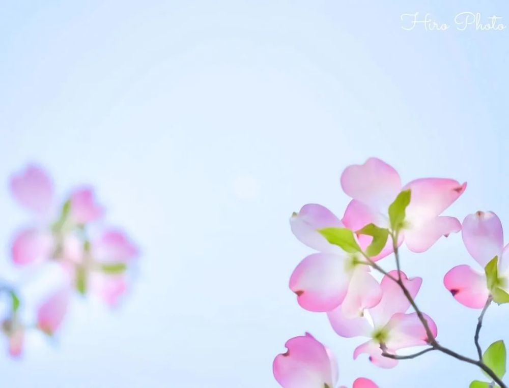 美丽素雅花水木 腾讯新闻