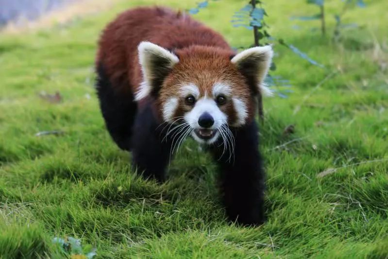 保護小動物葉羅麗愛心活動認養萌獸名字徵集令