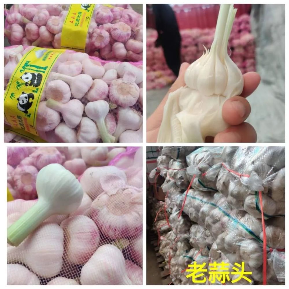 上海江桥:西兰花散菜花新蒜下跌,甘蓝触底,洋葱逆势上涨!