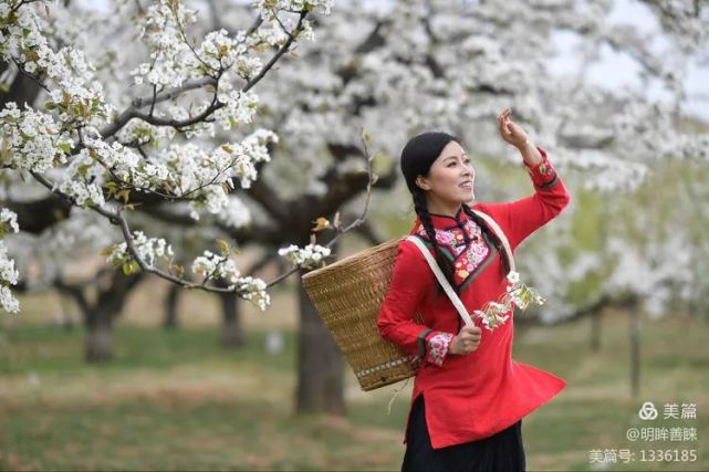 梨花树下的姑娘默默在守望何时能回家乡回到我心上再次相约梨树下一起