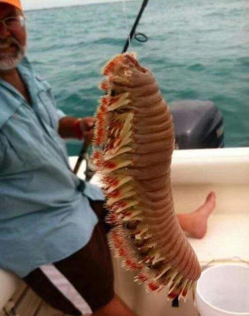 地球上还没灭绝的三种远古巨虫,个头可有一只猫咪那么大