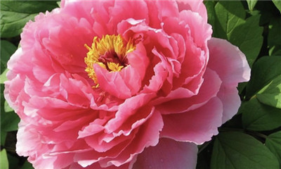 新七福神:淡雅又不失华贵的牡丹_腾讯新闻